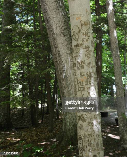names carved into the bark of a tree - tree carving stock pictures, royalty-free photos & images
