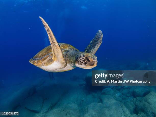 green turtle (chelonia mydas) - loggerhead turtle stock pictures, royalty-free photos & images