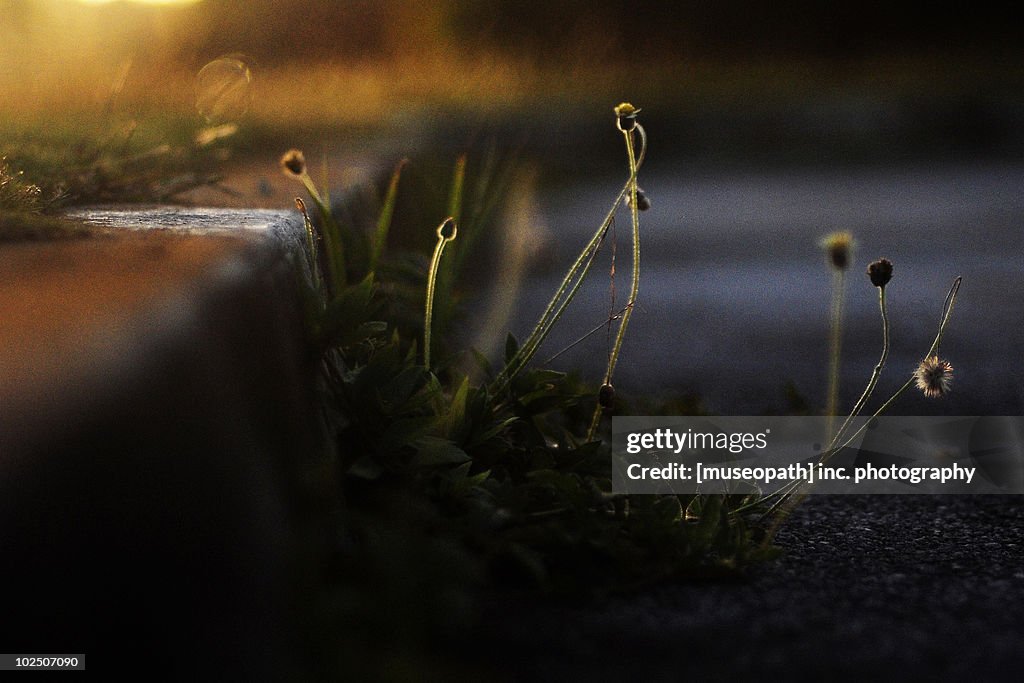 By the Wayside
