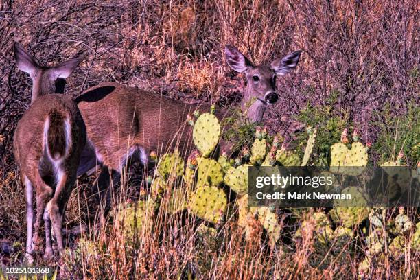 big bend national park, whitetail deer - deer park texas stock pictures, royalty-free photos & images