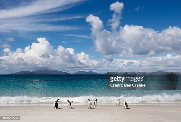 gentoo penguin (pygoscelis papua) - carcass island stock pictures, royalty-free photos & images