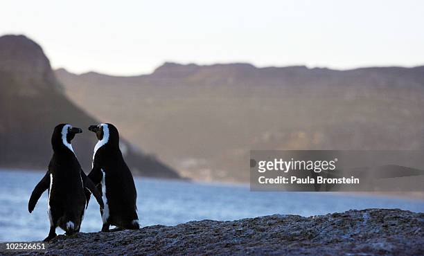 African penguins stand along the rocks at Boulders Beach June 29,2010 in Simon's Town, South Africa. The vulnerable species live in a penguin colony...