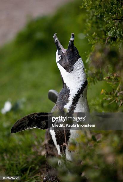 An African penguin calls at Boulders Beach June 29,2010 in Simon's Town, South Africa. The vulnerable species live in a penguin colony in False Bay...
