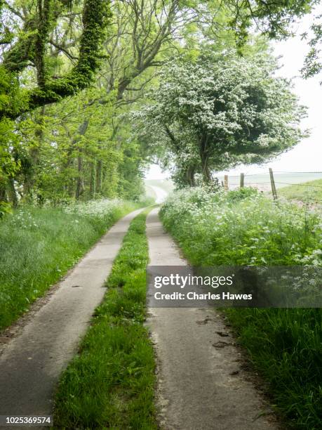 road lined with cow-parsley;image taken whilst walking between etretat and veulettes-sur-mer on the gr21 in normandy, france. may - cow parsley stockfoto's en -beelden