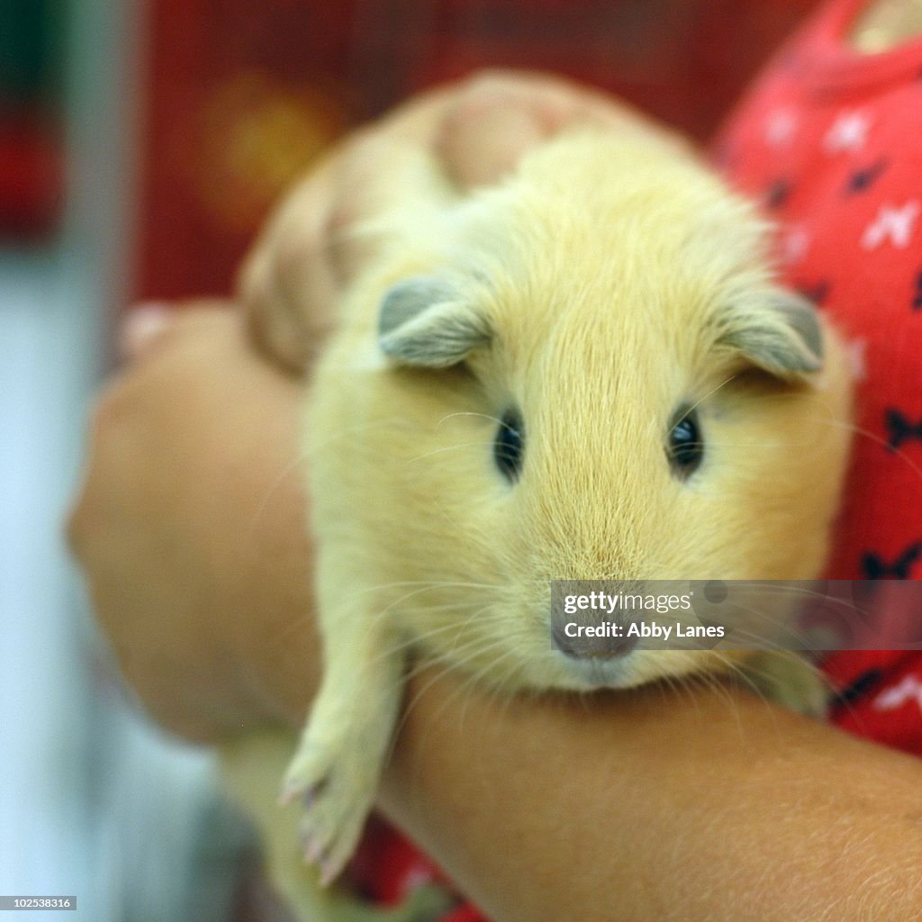 Guinea Pig