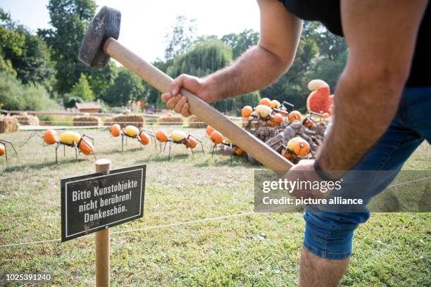 Baden-Württemberg, Ludwigsburg: On the day before the official opening of the pumpkin exhibition in the Blühende Barock Ludwigsburg a worker mounts a...