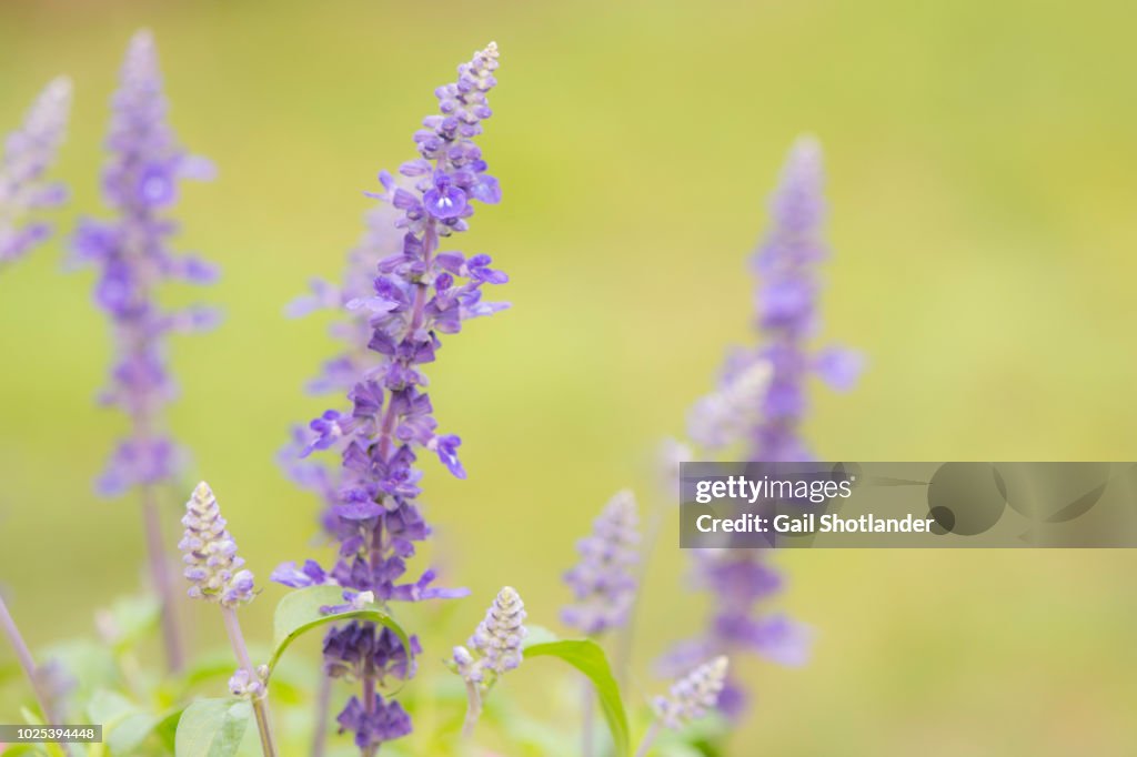 Salvia Flower Spikes