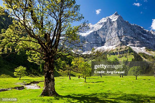 maple tree and mount spritzkarspitze - maple tree stockfoto's en -beelden