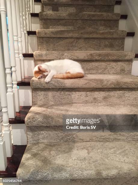 ginger cat sleeping on staircase - carpet stairs stock-fotos und bilder
