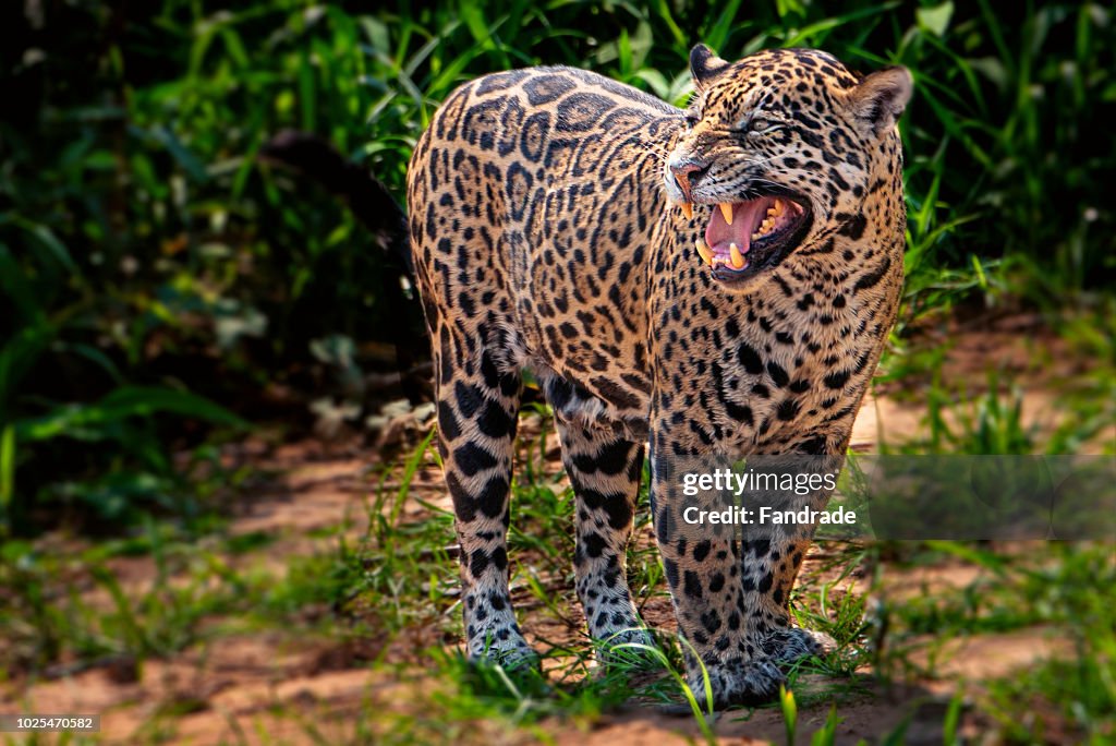 Jaguar