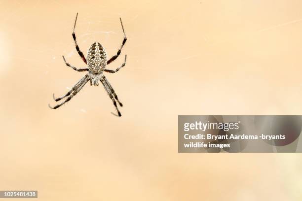 orb weaver - orb weaver spider stock pictures, royalty-free photos & images