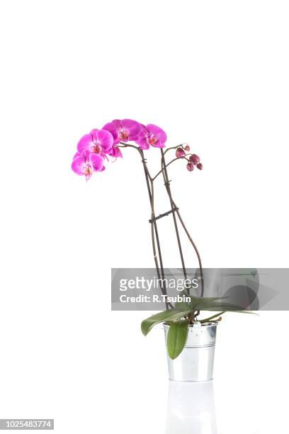 orchid pink flower isolated on white background in flower pot - moth orchid stock pictures, royalty-free photos & images
