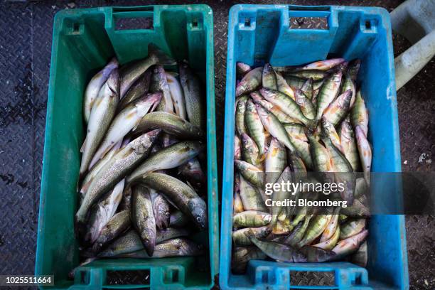 Walleye and Perch fish from a commercial fishing boat sit in buckets before being put on ice in Port Stanley, Ontario, Canada, on Wednesday, Aug. 22,...
