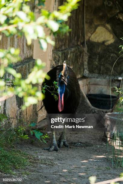 double-wattled cassowary - casoar photos et images de collection