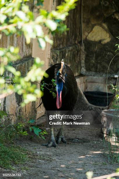 double-wattled cassowary - cassowary stock pictures, royalty-free photos & images