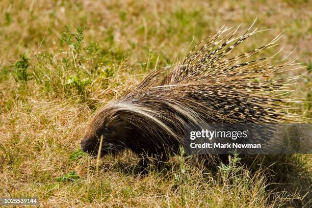 crested porcupine - porcupine stockfoto's en -beelden