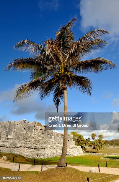 Tulum Tree 29 Parque Nacional Tulum Stock Photos, High-Res Pictures, and Images ...