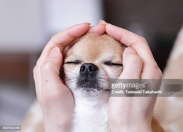 chihuahua eye closed. - dog and human hand stock pictures, royalty-free photos & images