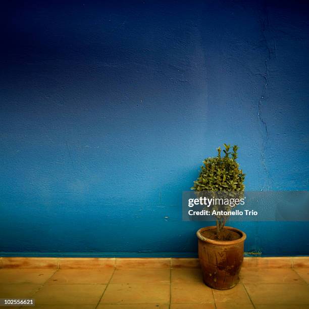 plant against blue wall - navy blue wall stock pictures, royalty-free photos & images