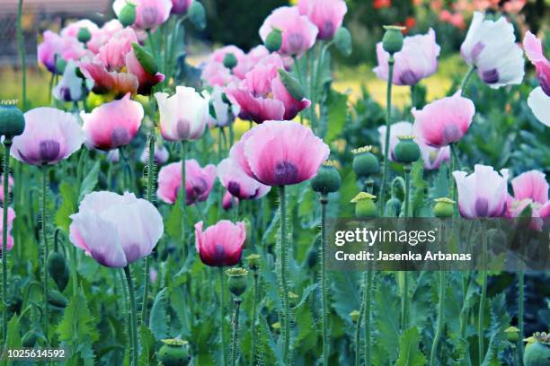 oriental poppies - oriental poppy stockfoto's en -beelden