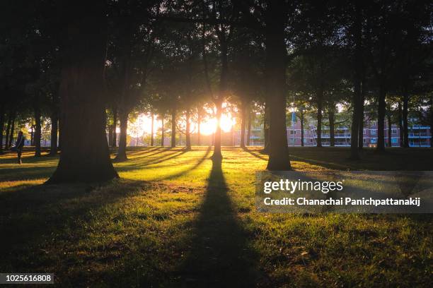 sunset scene of a park by the dommel river in eindhoven, netherlands - penetrating stock pictures, royalty-free photos & images