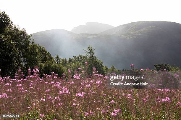 ben nevis and rosebay willowherb argyll scotland - grampian scotland stock-fotos und bilder