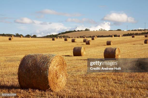 hay bales in field at dusk perth scotland - straw bales stock pictures, royalty-free photos & images
