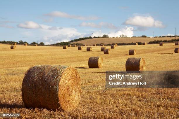 hay bales in field at dusk perth scotland - bale stock pictures, royalty-free photos & images