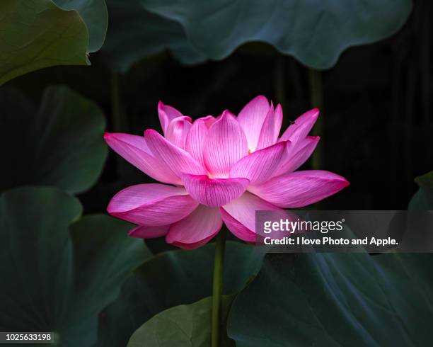 lotus flowers - lotus water lily stock pictures, royalty-free photos & images