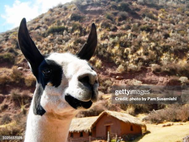 close-up of shorn peruvian llama - funny llama stock-fotos und bilder