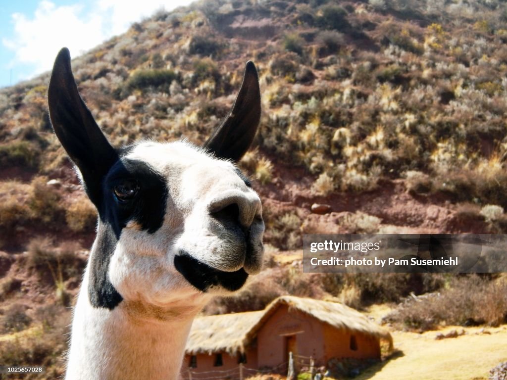 Close-Up of Shorn Peruvian Llama