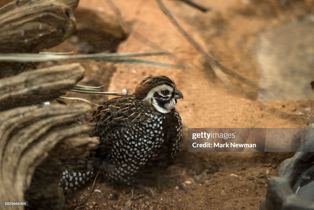 Montezuma Quail