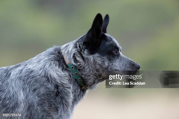 blue heeler - australian cattle dog stockfoto's en -beelden