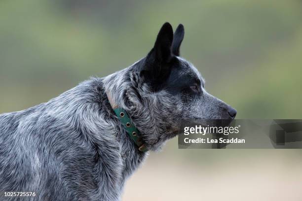 blue heeler - australian cattle dog imagens e fotografias de stock