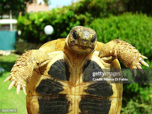 Tortoise Rome 230 Roman Tortoise Stock Photos, High-Res Pictures, and Images - Getty ...