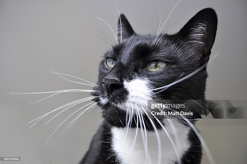 Black and white cat