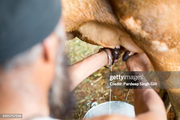 a rural farmer milks a cow in punjab, india. - milking stock pictures, royalty-free photos & images