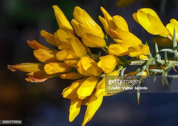 wildflower (ulex argenteus) - argenteus stock pictures, royalty-free photos & images