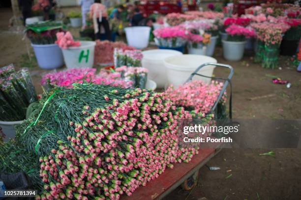 carnation flowers for selling in dounan flower market - kunming foto e immagini stock