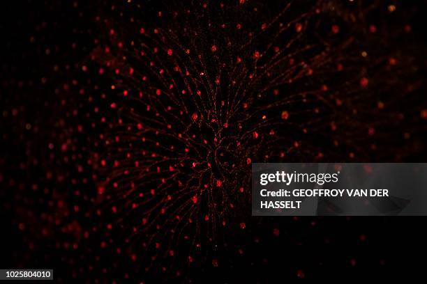Picture shows a fabric wall in the Pile ou Face, formerly an escort-girl bar, in the Pigalle area of Paris, on July 5, 2018. - In the southern...