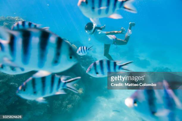 woman swimming underwater with tropical fishes - aitutaki stock pictures, royalty-free photos & images