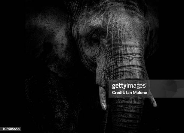 elephant, cracked - elephant on black stock pictures, royalty-free photos & images