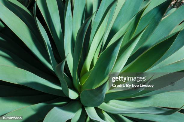 agave attenuata plant - plante tropicale photos et images de collection