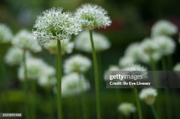 mount everest allium flowers - allium stockfoto's en -beelden
