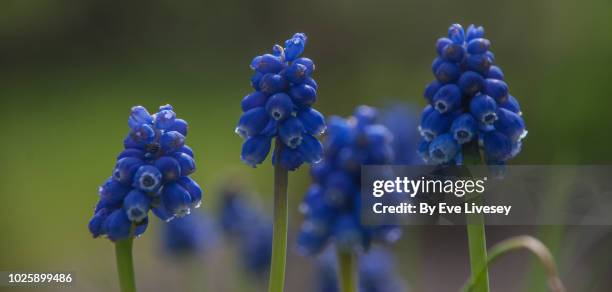 muscari 'superstar' flowers - grape hyacinth stock pictures, royalty-free photos & images