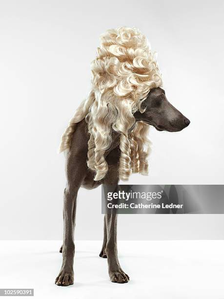 weimaraner (canis lupis familiaris) with wig. - toupee stockfoto's en -beelden