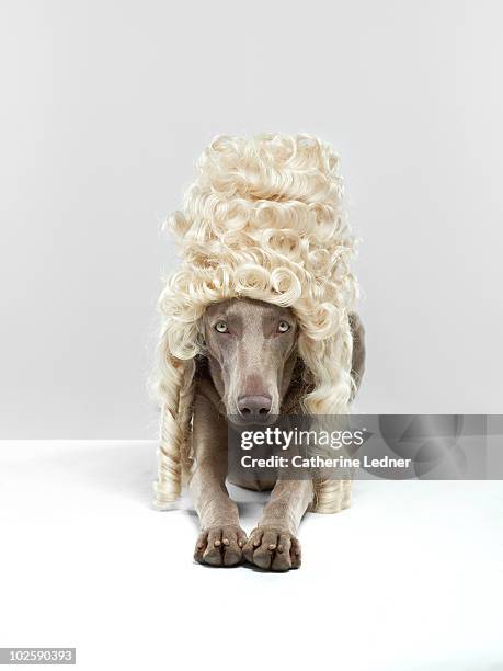weimaraner (canis lupis familiaris) with wig. - wig - fotografias e filmes do acervo