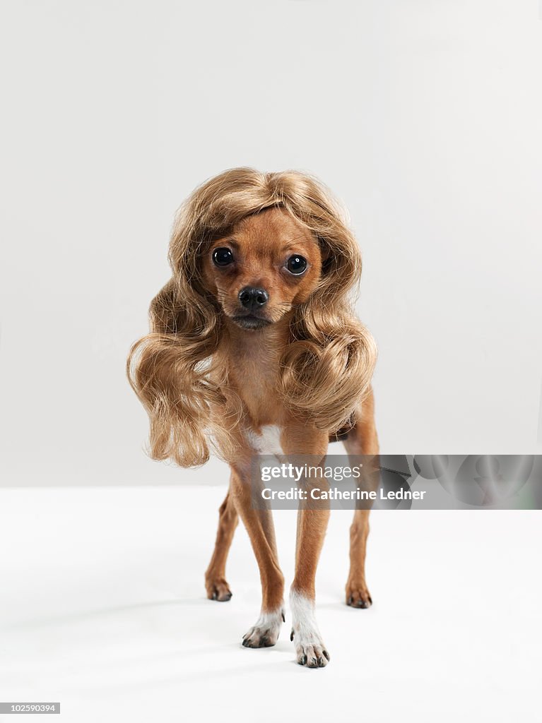 Chihuahua (Canis lupis familiaris) with wig.