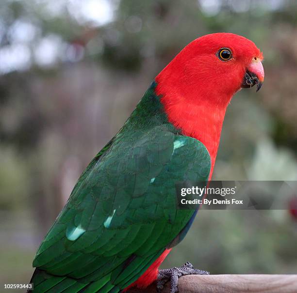 king parrot - king parrot stock pictures, royalty-free photos & images