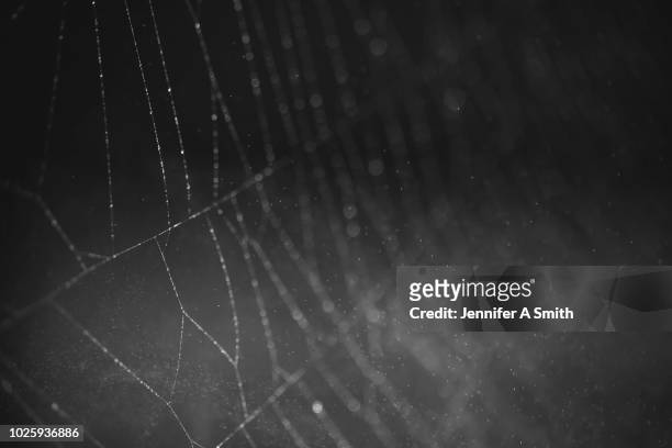 spider's web in rain - spider web ストックフォトと画像
